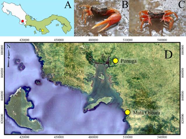 Contexto geogr&aacute;fico y ubicaciones de reportes de Minuca osa en el Pac&iacute;fico Tropical Oriental. A: sitio de procedencia (rojo) de los espec&iacute;menes en la descripci&oacute;n original de Minuca osa (Landstorfer & Schubart, 2010). Im&aacute;genes preliminares de Minuca osa macho (B) y hembra (C) del oriente del golfo de Montijo. D: Sitios de muestreo georeferenciados de Ponuga (norte) y Mata Oscura (sur) (amarillo); escala: 1:250,000. Proyecci&oacute;n UTM (Universal Mercator Traverse 17 N). Datum horizontal: Sistema Geod&eacute;sico Mundial 1984 (WGS-84). Datum vertical: Nivel medio del mar del geoide WGS-84