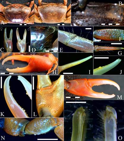 Minuca osa diagnostic features from the Eastern Montijo Gulf, Veraguas, Panama. A: carapace. B: orbital cavity. C: minor chelipeds, left female (outer side); right male (inner surface). D: carapace striae. E: pubescence in carpus and propodus of ambulatories. F: ambulatory merus tuberculate ridge. G: ambulatories dactylus setae rows. H: major chela. I: pollex tubercle rows and large carina beyond midpoint. J: large tubercles at pollex tip. K: dactyl edge tubercles. L-M: manus, palm, and pollex tubercular ridges. N: large chela carpus and merus tubercles. O: right gonopod, anterolateral (left) and posteromesial (right). (Scale bar: A, D, I-L, N = 5 mm; B, C, F, G = 2 mm; H, M = 10 mm; E = 0.5 mm; O = 0.2 mm)