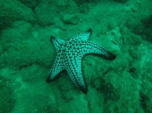 Individuo de P. cumingi fotografiado en el 2017. Fotograf&iacute;a de Osm&iacute;n Hern&aacute;ndez