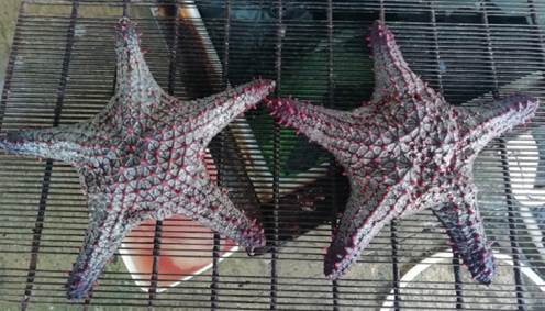 Ejemplares de Pentaceraster cumingi capturados con trasmallo de fondo (2020) y comercializados en el puerto artesanal de Acajutla, El Salvador. Fotograf&iacute;a de Andrea Fortis-Benavides y Alberto Gonz&aacute;lez-Leiva