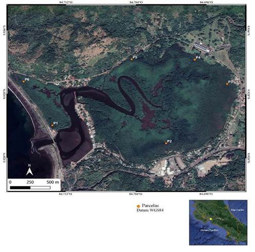 Ubicación de la zona de estudio y las parcelas de muestreo en el manglar de Mata de Limón, Puntarenas, Costa Rica (P simboliza parcela)