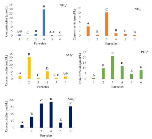 Concentración en micromoles por litro de amonio (NH4+), nitritos (NO2-), nitratos (NO3-), fosfatos (PO43-) y silicatos (SiO2+) presentes en las parcelas establecidas en el manglar de Mata de Limón. Letras diferentes entre columnas de un mismo gráfico de nutriente representan diferencias de concentración entre parcelas (P < 0.05)