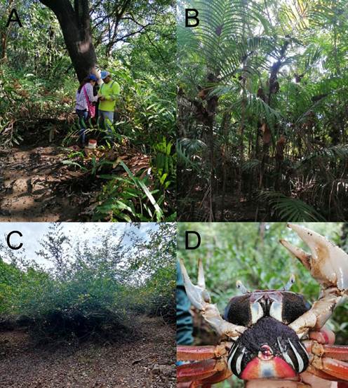 Plot features and life history stage of Cardisoma crassum in Ponuga, Veraguas, Panama. A: plot 1 with canopy-forming trees and sparse undergrowth, B: plot 2 with thorny undergrowth under the shade of canopy-forming trees, C: low-level zone of plot 3 with exposed thicket-forming shrubs, D: ovate female captured in June (rainy season)