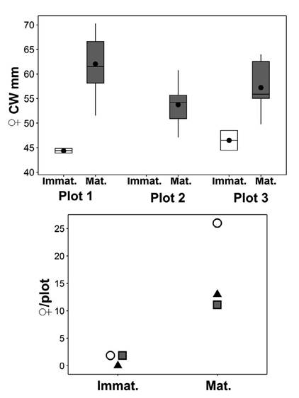 Size (left) and number (right) of immature and mature Cardisoma crassum females within three plots from Ponuga, Veraguas, Panama. CW: carapace width, the gray boxes correspond to mature individuals, while the empty boxes represent immature crab. Circles, squares, and triangles represent counts in plots 1, 2 and 3, respectively