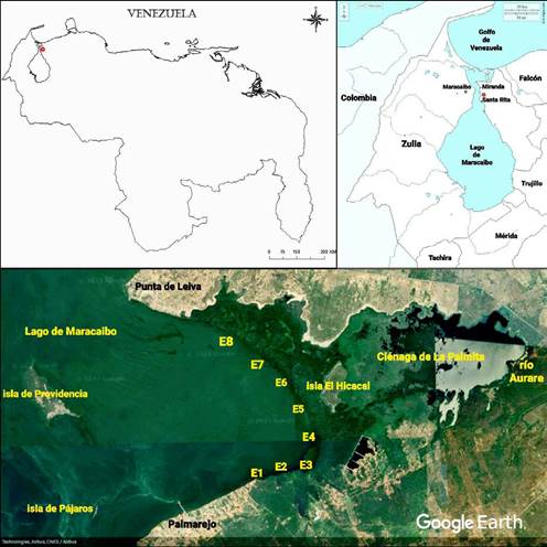 &Aacute;rea de estudio. Se observa la ubicaci&oacute;n relativa nacional, la ubicaci&oacute;n relativa regional y ubicaci&oacute;n de las estaciones de muestreo (E1, E2, E3, E4, E5, E6 E7 y E8) a lo largo de la ensenada La Palmita
