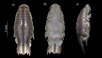 Hembra ov�gera de Nerocila acuminata, forma acuminata: a) vista dorsal, b) vista ventral y c) vista lateral