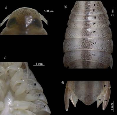 Hembra ov�gera de Nerocila acuminata: a) c�falon, vista dorsal; b) distribuci�n y forma de los pereonitos I-VII, vista dorsal; c) placa coxal de los pereonitos I-IV, vista ventral; y d) pleotelson y ur�podos, vista dorsal. Abreviaturas. p: pleotelson, pu: ped�nculo uropodal, en: end�podo, ex: ex�podo 