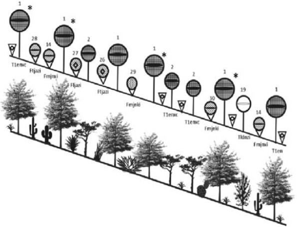 Danserograma y perfil fison&oacute;mico del bosque de Pinus cemborides Zucc. 1. Pinus cembroides Zucc., 2. Juniperus flaccida Schltdl., 14. Cylindropuntia imbricata (Haw.) F. M. Kunth, 19. Acacia schaffneri (S. Watson) F. J. Herm., 26. Fouquieria splendens Engelm., 27. Euphorbia antisyphilitica Zucc., 28. Coryphanta erecta (Lem. ex Pfeiff.) Lem., 29. Agave gentryi B. Ullrich, 30. Opuntia cantabrigiensis Lynch.
