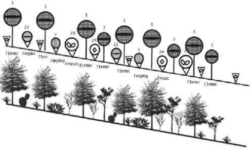 Danserograma y perfil fison&oacute;mico del bosque de Pinus cembroides Zucc.-Juniperus flaccida Schltdl. 1. Pinus cembroides Zucc., 2. Juniperus flaccida Schltdl., 7. Agave salmiana Otto ex Salm-Dyck, 20. Rhus standleyi F. A. Barkley, 22. Opuntia tomentosa Salm-Dyck, 24. Dodonaea viscosa (L.) Jacq.