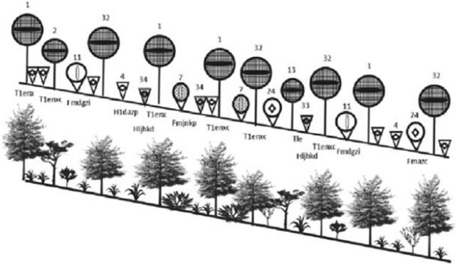 Danserograma y perfil fison&oacute;mico semirrealista de la vegetaci&oacute;n caracter&iacute;stica del grupo tres. 1. Pinus cembroides Zucc., 2. Juniperus flaccida Schltdl., 4. Bouvardia longiflora, 7. Agave salmiana, 1. Stevia saliciflora, 13. Juniperus deppeana, 24. Dodonaea viscosa, 32. Pinus cemboides var. discolor, 34. Pinguicola acuminata.