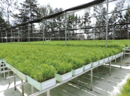 Área de producción, tratamientos y repeticiones con planta de Pinus pseudostrobus Lindl., diez meses después de la siembra.