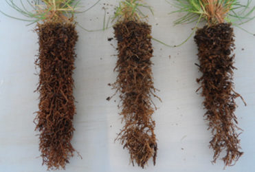 Conformación de la raíz con poda química lateral en las plantas de Pinus pseudostrobus Lindl., producidas en charolas de poliestireno.