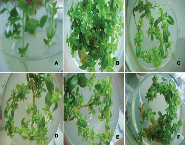 Secuencia fotográfica que exhibe la proliferación y elongación de los segmentos caulinares de Quillaja saponaria Molina a los 120 días de cultivo.