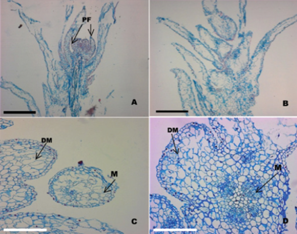 Secuencia histológica de la formación de protuberancias a partir de segmentos nodales de Quillaja saponaria Molina cultivados in vitro (40x).