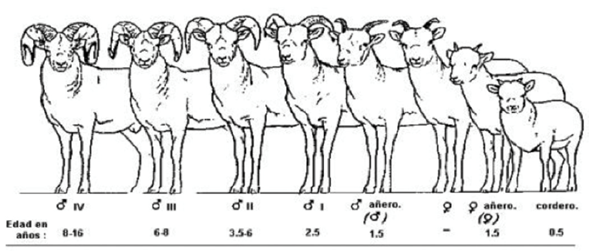 Sexo y clases de edad en el borrego cimarr&oacute;n (Ovis canadensis Shaw, 1804), seg&uacute;n Geist (1968).