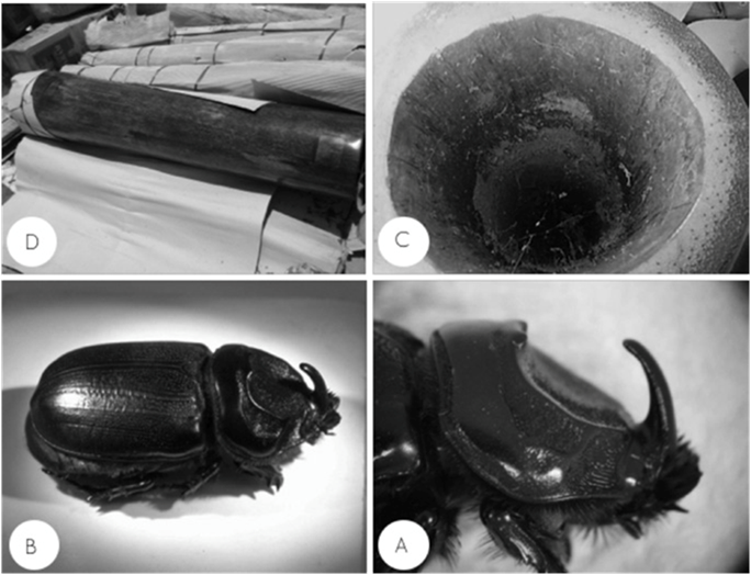 Intercepci&oacute;n de Oryctes rhinoceros (Linneus, 1758).