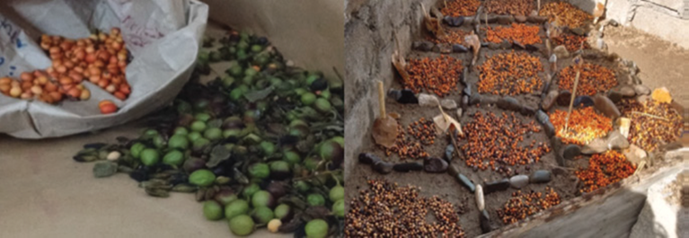 Semillas extra&iacute;das de frutos de Bursera heliae Rzed. & Calder&oacute;n.