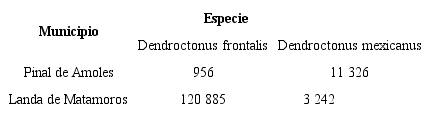 Número de individuos colectados de cada especie de escarabajo descortezador en los dos municipios de la Reserva de la Biósfera de la Sierra Gorda de Querétaro.