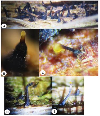Picnidios de Chrysoporthe cubensis Brunes Gryzenhout & M. J. Wingf. con masa de conidios expulsados a través del ostiolo. 