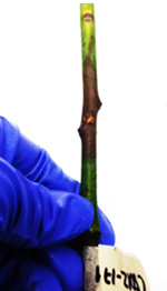 Lesión producida por Chrysoporthe cubensis Brunes Gryzenhout & M. J. Wingf. en ramas de Eucayptus pellita F.Muell. en la segunda semana de inoculación. Necrosis en ramas de E. pellita asociada al punto de inoculación de C. cubensis.