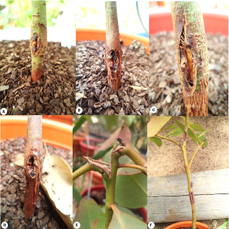 Desarrollo de las lesiones ocasionadas por la infección con Chrysoporthe en plántulas de Eucayptus pellita F.Muell., 53 días después de ser inoculadas. 