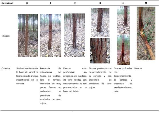 Escala para estimación de severidad de Chrysoporthe cubensis Brunes Gryzenhout & M. J. Wingf. en plantaciones de Eucayptus pellita F.Muell.