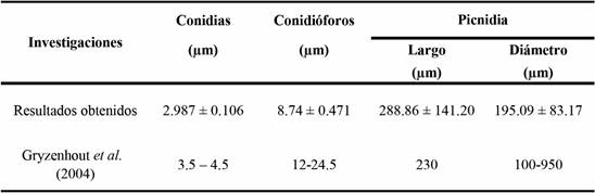 Tamaño de conidias, conidióforos y picnidios de Chrysoporthe cubensis Brunes Gryzenhout & M. J. Wingf.