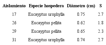 Crecimiento de colonias de Chrysoporthe en condiciones de laboratorio 