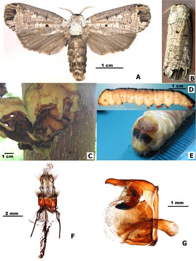 Polilla barrenadora del fuste, Cossula arpi (Schaus, 1901). A. Habitus. B. Posici&oacute;n en reposo. C. Da&ntilde;o inicial de la larva. D. Vista lateral de la larva. E. Vista del prot&oacute;rax de la larva. F. Genitalia femenina. G. Genitalia masculina.