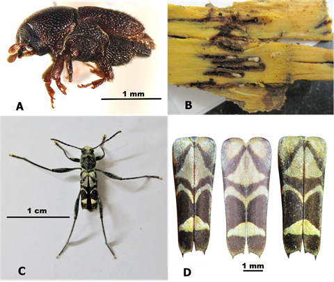 Insectos barrenadores del tallo de Terminalia ivorensis A - B. Escarabajo de la corteza Scolytopsis puncticollis. A. Vista lateral. B. Da&ntilde;o. C - D. Escarabajo de anternas largas Cotyclytus scenicus. C. Habitus. D. Variaci&oacute;n de los &eacute;litros.
