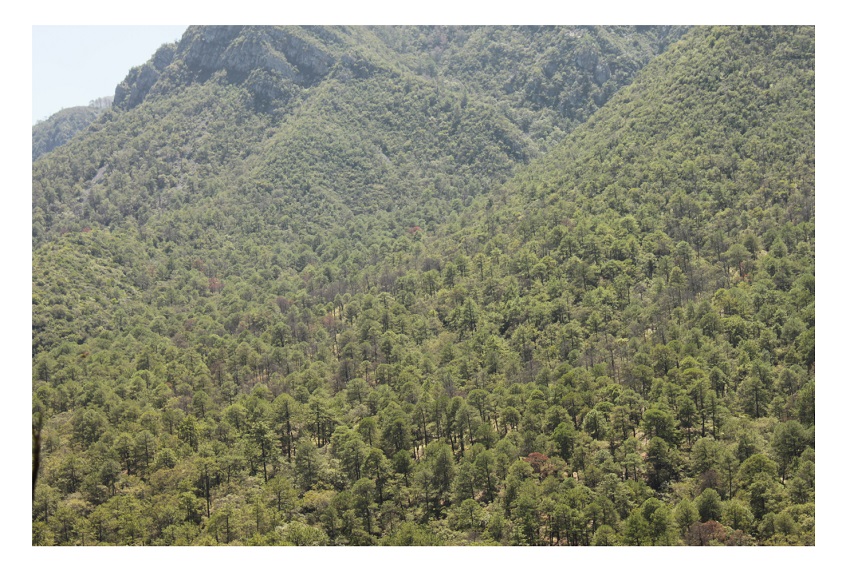 Manch&oacute;n de arbolado de Pinus spp. con s&iacute;ntomas de infestaci&oacute;n por Dendroctonus spp.