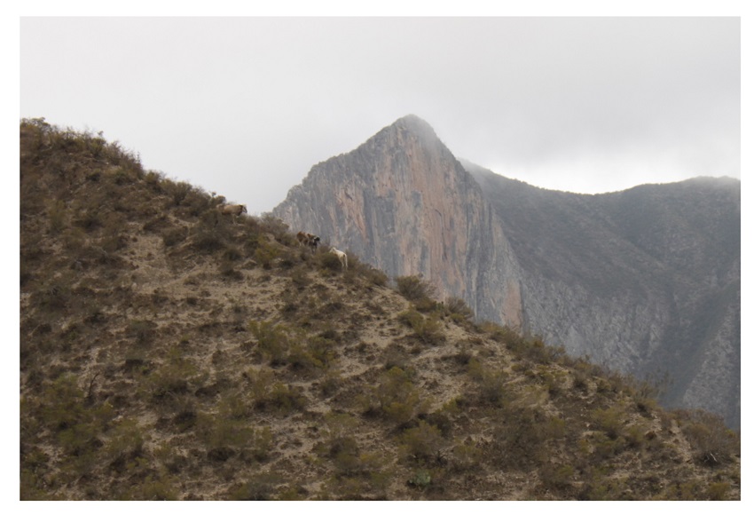 Presencia de ganado vacuno en el &aacute;rea de estudio.