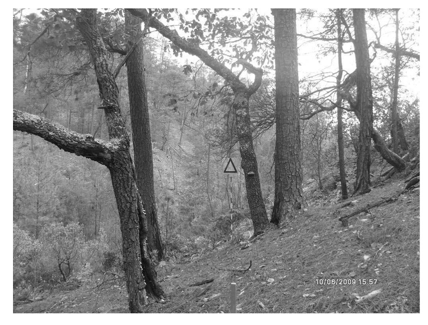 Combustibles vivos y muertos presentes en los ecosistemas.