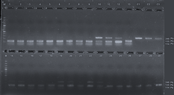 Figura 1. Gel de agarosa al 2% donde se observa los productos de PCR, Genotipo homocigoto TT (249 bp), Genotipo homocigoto CC (135 y 114 bp), M: Marcador molecular 100 pb, números de pacientes positivos a H. pylori y controles (C), n=245