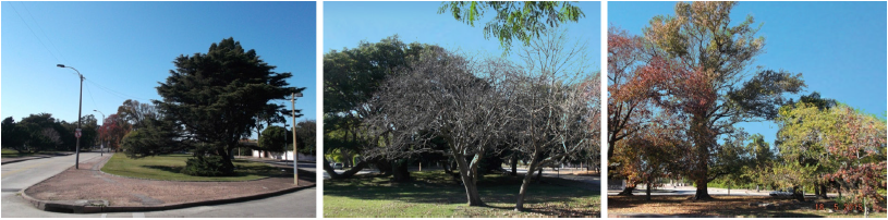 Relevamiento fotogr�fico de la plaza Carlos Thays, ubicada en la ciudad de Montevideo. Primera etapa del ejercicio sobre la temporalidad. Trabajo realizado en el curso opcional Representaci�n del Proyecto de Paisaje (RPP) de la Licenciatura de Dise�o de Paisaje (LDP).