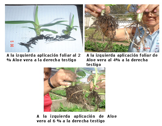 Figura 2. Comparaci&oacute;n del enraizamiento de las posturas de pl&aacute;tano utilizando el extracto de Aloe vera al 2, 4 y 6% de forma foliar.
                  