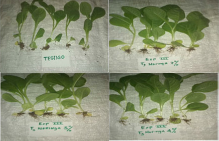 Figura 3.  Comparaci�n   del   comportamiento   de   las  posturas   de tabaco Nicotiana tabacum L. con los diferentes tratamientos del extracto de Moringa oleifera L