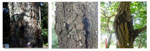 Figura 2. Gomosis y agrietamiento de la corteza en Grevillea robusta (a), gomosis y agrietamiento de la corteza en Acasia mangium (b) y Gangrena en Hibiscus sp. (c).