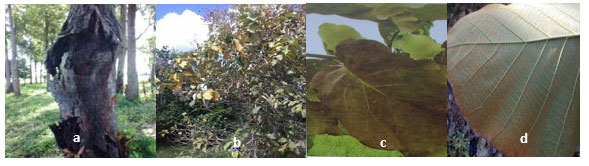 Figura 3. rbol de Eucaliptus sp. afectado por la gangrena (a), defoliacin en  rboles de teca (b), hojas con reas necrosadas de color verde-caf (c) y esporas de color anaranjado del hongo en el envs de las hojas (d).