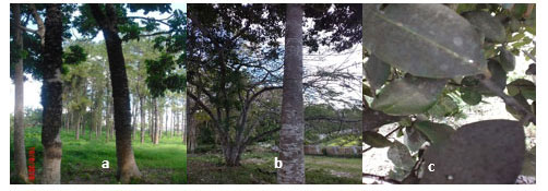 Figura 4. Hipertrofia en troncos y ramas en forma de agallas (a), rbol sin agallas (b); fumagina en hojas y tallos de Callophylum antillanum (c).