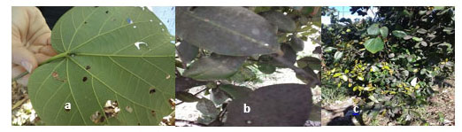 Figura 5. Ataques en hojas de Hibiscus sp por A. illita (a), insectos chupadores en hojas de C. antillanum (b) y brotes de C. antillanum con ataques de E. condensatanus (c).