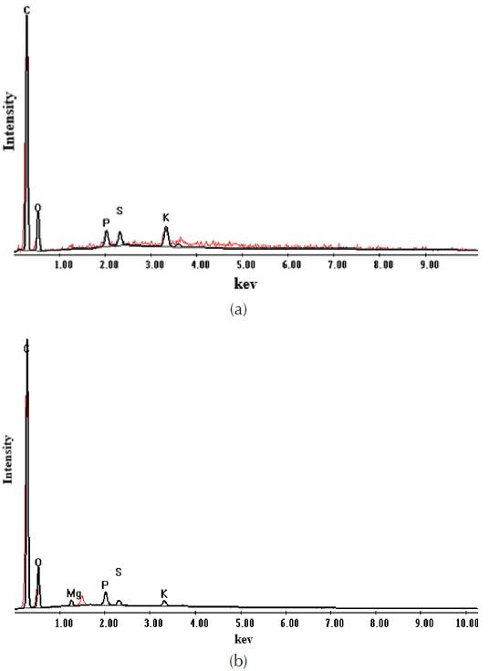 Energy dispersive x-ray spectrum of endosperm cell of castor seed, (a) wild seed (b) cultivated in experimental field