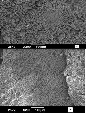 SEM image of plantain peel (a) before and (b) after Cr(VI) adsorption.