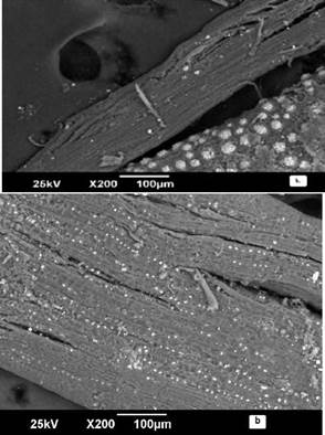 SEM image of oil palm bagasse (a) before and /b) after Cr (VI) adsorption.