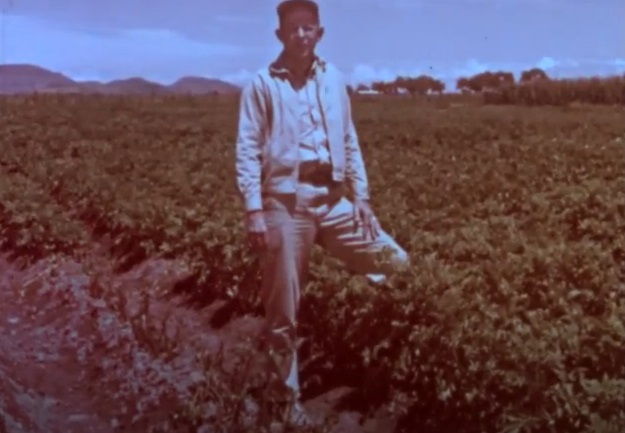 John Niederhauser mostrando el contraste entre un surco con papas cultivadas con las t�cnicas del PAM a la derecha y otro sin tratamiento experimental a la izquierda