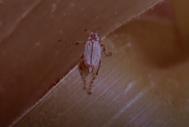 Insecto sobre hoja de ma�z