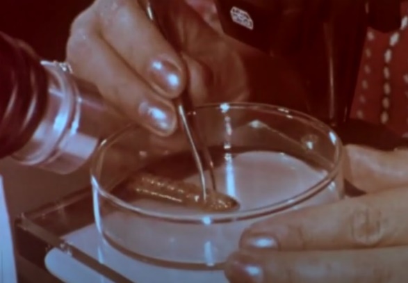 Insecto examinado a trav�s de microscopio, probablemente en la Escuela Nacional de Agricultura, M�xico