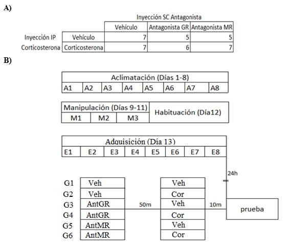 A)
Dise&ntilde;o experimental; B) Protocolo experimental. Se observan dos grupos
experimentales, cada uno con distinto tratamiento farmacol&oacute;gico