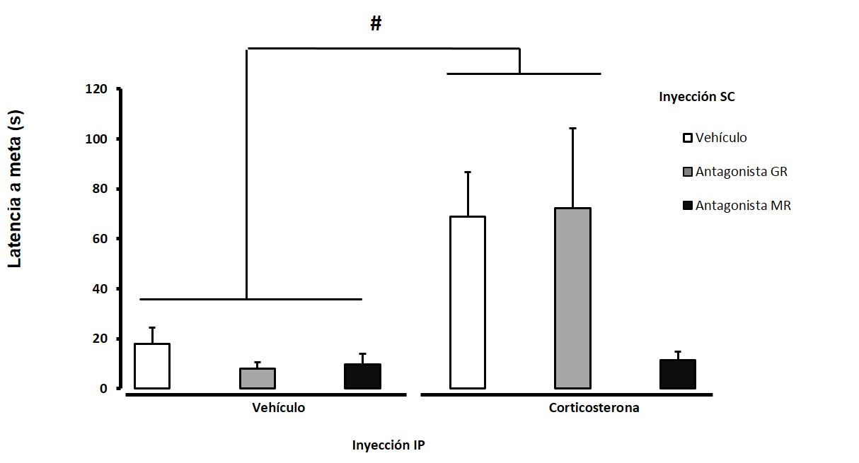 Latencia de llegada al agujero meta
(&plusmn;SEM) durante la prueba