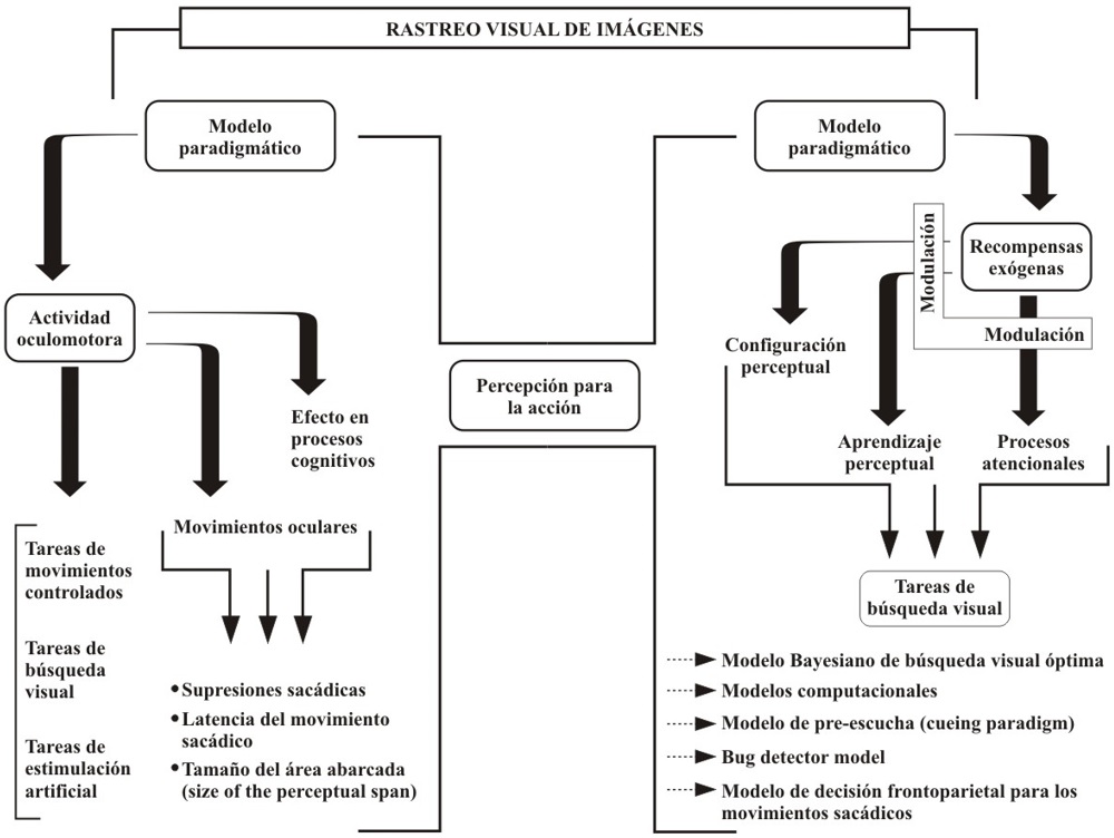Esquema ilustrativo de modelos implicados en el
rastreo visual de imágenes